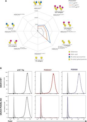 Targeting a Tumor-Specific Epitope on Podocalyxin Increases Survival in Human Tumor Preclinical Models